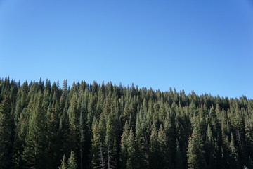 Fototapeta premium trees and blue sky