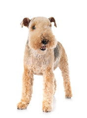 lakeland terrier in studio