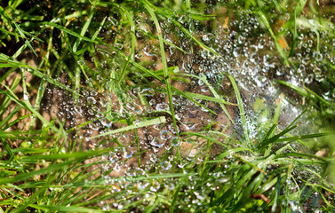 Water drops on the web as a background