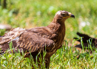 Portrait of an eagle in the zoo