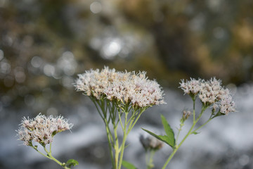 wild flowers on a watered background