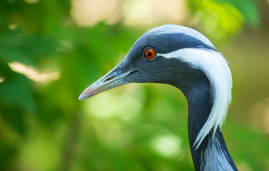 Portrait of a blue heron in the park