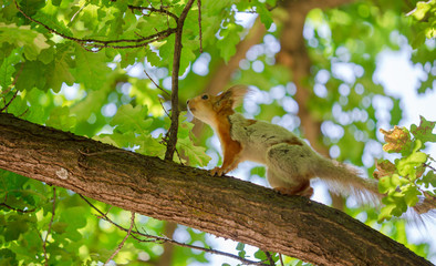 Squirrel on the branches of a tree in nature