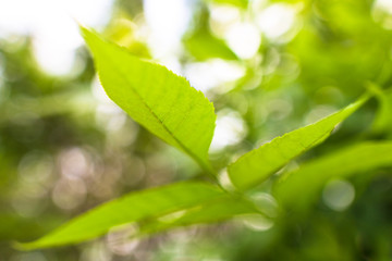 Beautiful green leaves on a tree branch