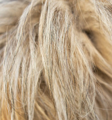 Fototapeta premium Wool on a dog as an abstract background