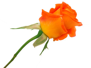 beautiful orange rose isolated on white background
