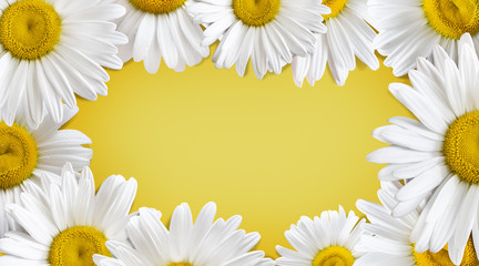 Bright sunny banner with camomile flowers on yellow backdrop. Advertisement, gift card, flyer background.