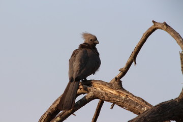 Grey go-away bird