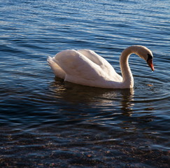Swan