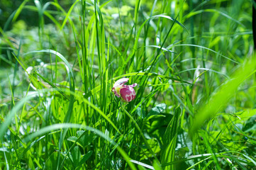백두산 야생화 개불알꽃