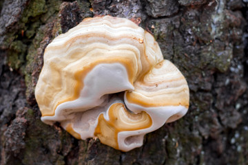 A mushroom of unusual shape and appearance on a tree trunk_