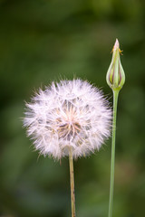 Aged dandelion with fresh bud
