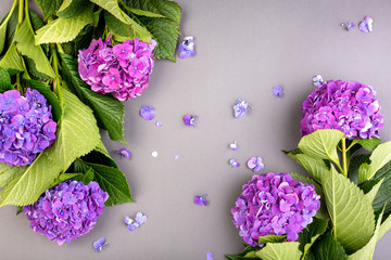 Fresh purple hydrangeas with green leaves on gray background. Free space for text. Top view. Copy space