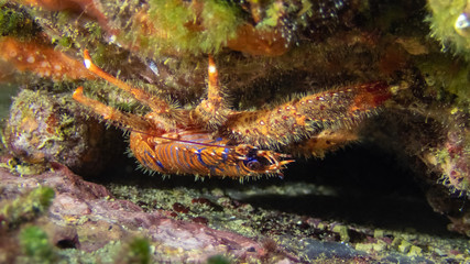 Spiny squat lobster - Galathea strigosa