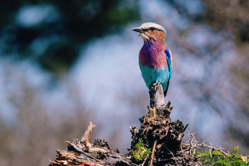 Gabelracke auf Baumstumpf, Kwando River, Caprivi, Namibia