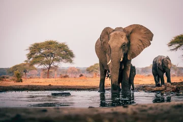 Fond de hotte en verre imprimé Éléphant Vache éléphant avec cub au point d& 39 eau, Senyati Safari Camp, Botswana