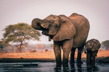 Gordijnen Vrouwelijke olifant drinken met welp bij waterput, Senyati Safari Camp, Botswana © Michael