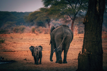 Fototapeta na wymiar Elefantenkuh mit Jungem verlassen Wasserloch, Senyati Safari Camp, Botswana