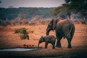 Elefantenkuh mit Jungem am Wasserloch, Senyati Safari Camp, Botswana