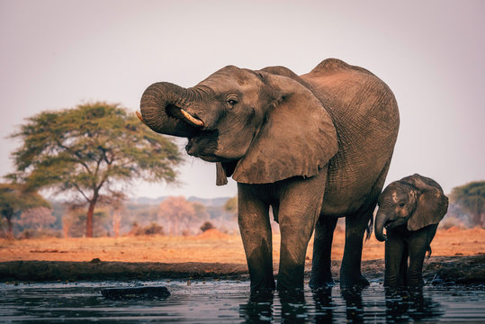 Elefantenkuh trinkt mit Jungem am Wasserloch, Senyati Safari Camp, Botswana