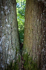 Zwei starke Bäume wachsen aus dem selben Wurzelstock, Symbol für Gemeinsamkeit und Diversität, Selbe Basis, getrennte Entwicklung