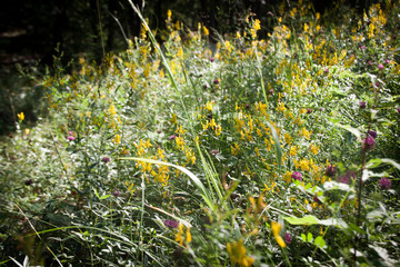 Obraz premium Eine Blumenwiese im Sommer, Kreislauf der Natur, Kreislauf des Lebens, Komposition der Farben