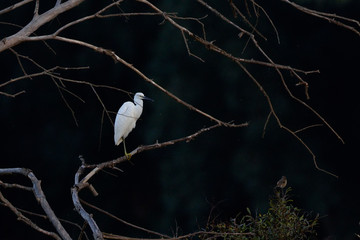 A Little Egret - Egretta garzetta, Crete