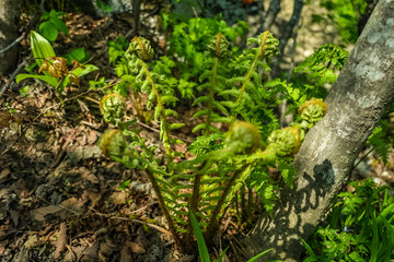 산에 자라는 야생화 식물