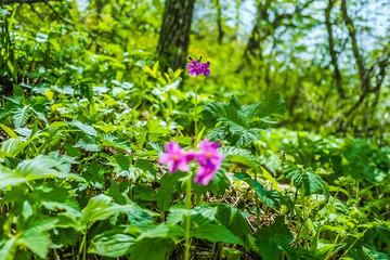 Obraz premium 산에 자라는 야생화 식물