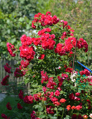 Bright red flowers of rose bush in sunlight.