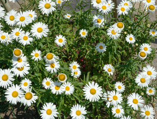 Fototapeta premium Many bright white chamomiles on garden flower bed.