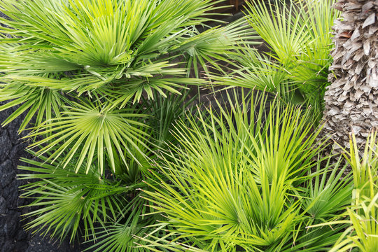 Close-up of fresh green palm tree leaves