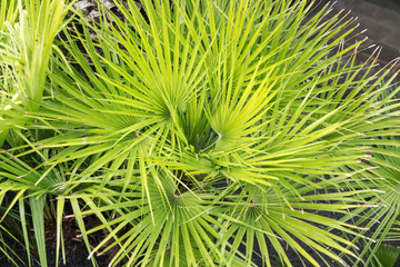 Close-up of fresh green palm tree leaves