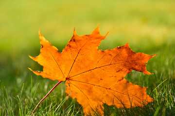 Naklejka na ściany i meble Maple leaf on green lawn in autumn sunny day, blurred background