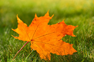 Maple leaf on green lawn in autumn sunny day, blurred background