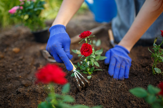 Image of young agronomist girl in rubber glovers planting red roses in garden