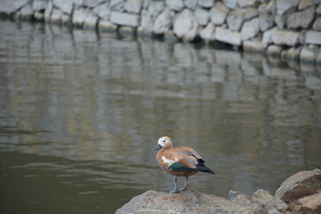 Tadorna bird sunbathing on the lake shore