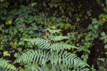 branch of a fern