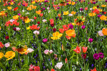 Background of colorful flowets
