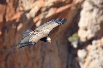 Griffon Vulture - Gyps fulvus, Crete	