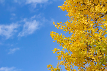 真っ黄色に高揚した銀杏の葉と澄んだ青い空