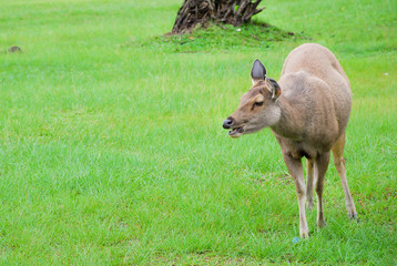 Sambar deer are walking in the green field at Phukradung National Park Loei Thailand.