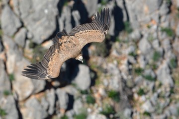 Griffon Vulture - Gyps fulvus, Crete	