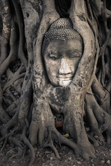 Fototapeta na wymiar The head Buddha in the root of tree at Wat Mahathat ,ayutthaya historical park , Thailand.