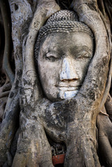 The head Buddha  in the root of  tree at Wat Mahathat ,ayutthaya historical park , Thailand.
