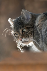 Wildkatze