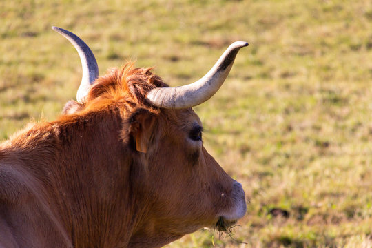 Retrato de una vaca rumiando 