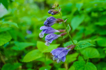 산에피는 야생화 야생꽃 