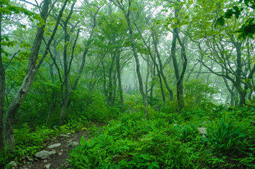 한국 산의 풍경 일출 트래킹 등산 새벽 숲속