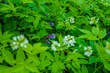 산에피는 야생화 야생꽃 